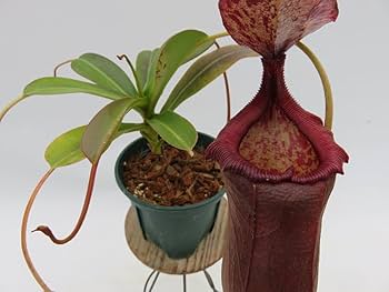 Amazon.co.jp: N.(ventricosa × sibuyanensis)-giant × N